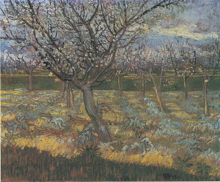 Flowering orchard with apricot-trees